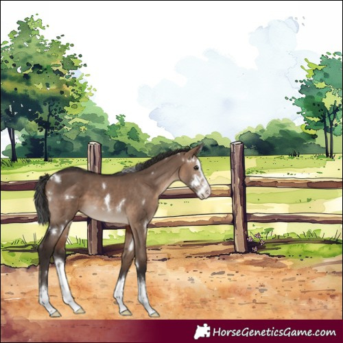 Horse Color:White Spotted Brown Dun Sabino Splash Appaloosa 