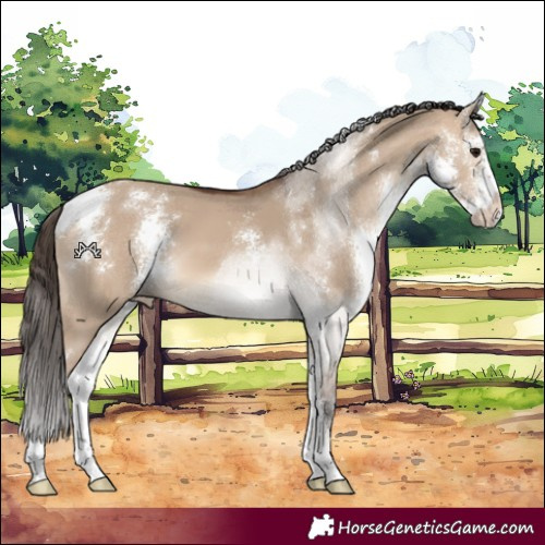 Horse Color:Bay Dun Sabino Varnish