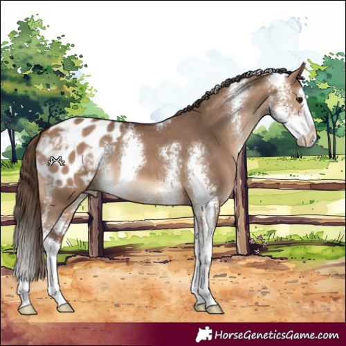 Horse Color:Bay Dun Sabino Splash Appaloosa 