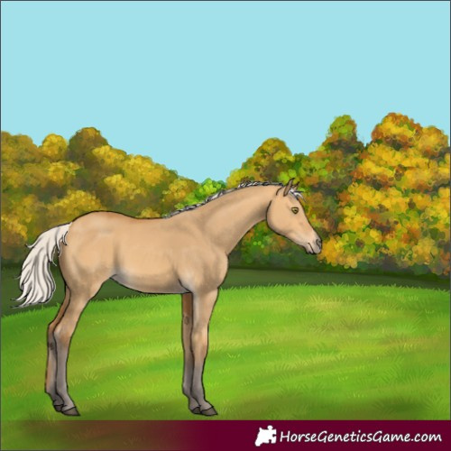 Horse Color:Silver Buckskin Dun 
