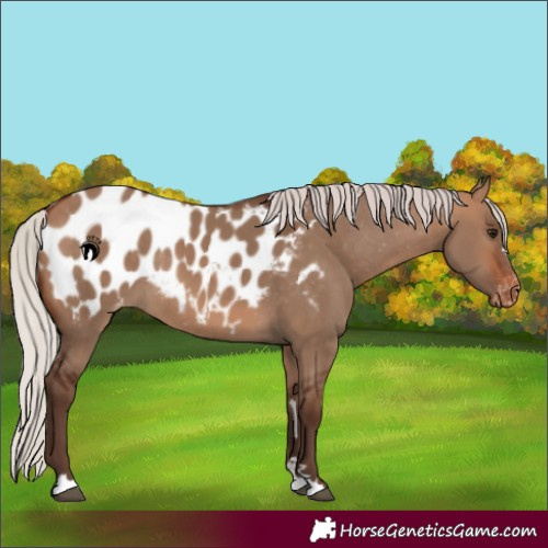 Horse Color:Silver Bay Dun Blanket Rabicano 