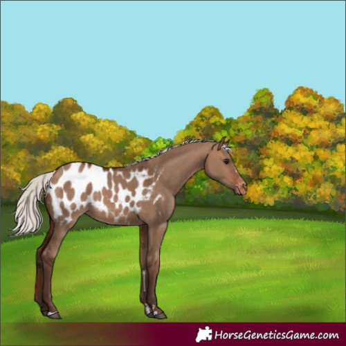 Horse Color:Silver Bay Dun Appaloosa Rabicano 