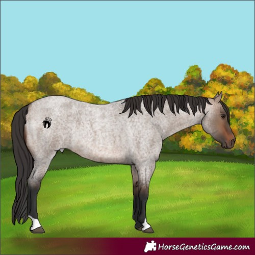 Horse Color:Brown Roan Dun Rabicano