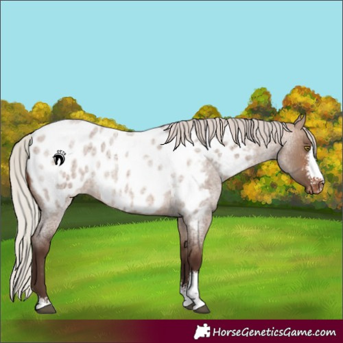 Horse Color:Silver Brown Roan Dun Sabino Near Leopard Rabicano 