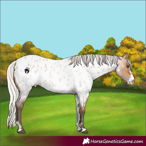 Horse Color:Silver Bay Roan Dun Sabino Near Leopard 