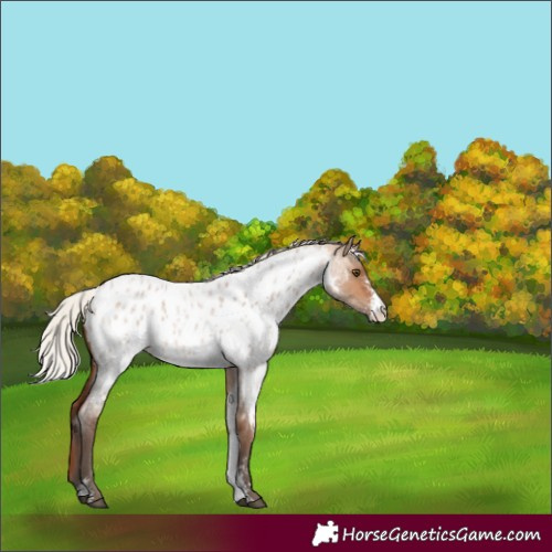 Horse Color:Silver Bay Roan Dun Sabino Appaloosa 