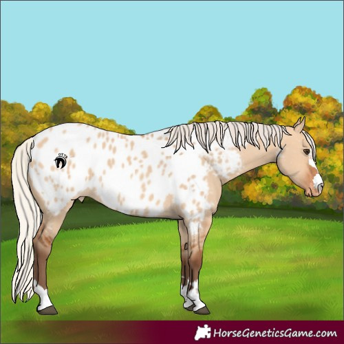 Horse Color:Silver Bay Dun Near Leopard 