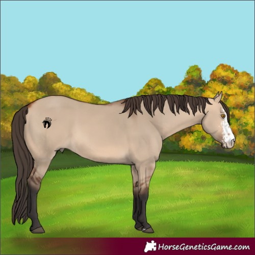 Horse Color:Bay Dun Sabino Rabicano