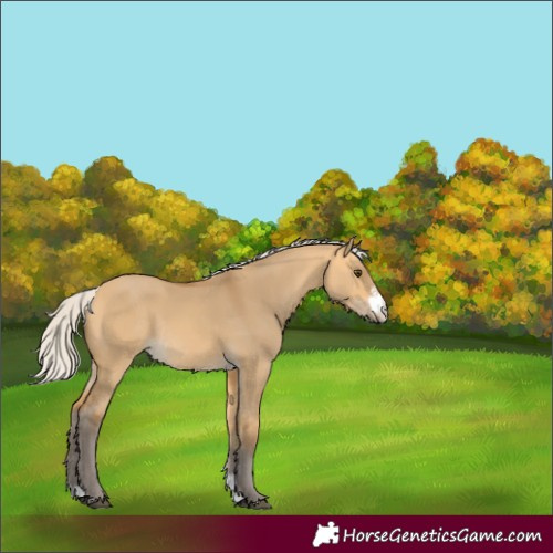 Horse Color:Silver Buckskin Dun Sabino Rabicano