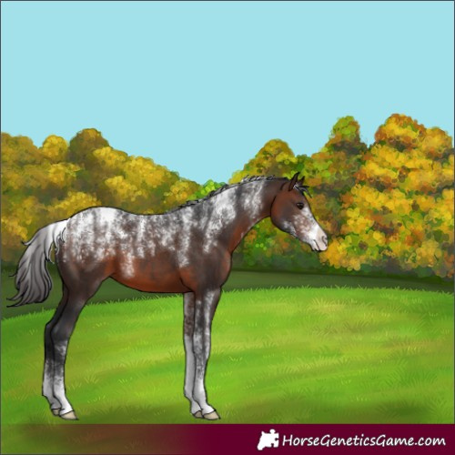 Horse Color:Powder White Brown