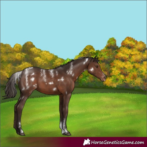 Horse Color:Powder White White Spotted Liver Chestnut Appaloosa Rabicano