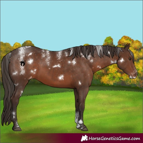 Horse Color:Powder White White Spotted Liver Chestnut Varnish Rabicano 