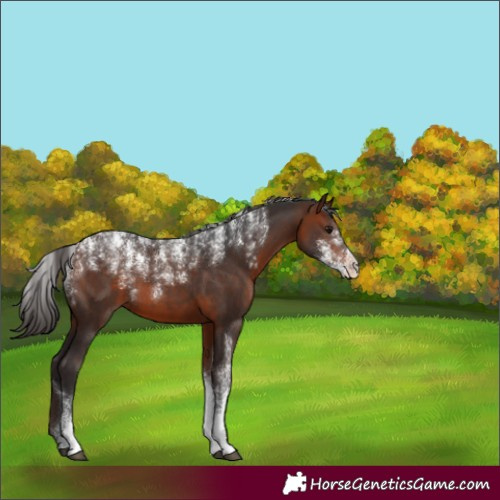 Horse Color:Powder White Bay Appaloosa 