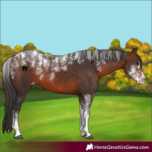 Horse Color:Powder White Bay Varnish 