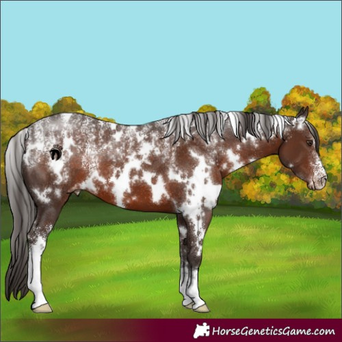 Horse Color:Powder White White Spotted Liver Chestnut Varnish 