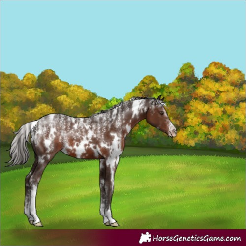 Horse Color:Powder White White Spotted Liver Chestnut Appaloosa
