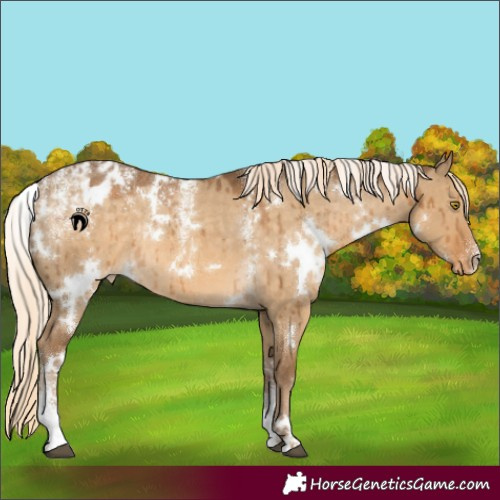 Horse Color:Powder White White Spotted Chocolate Palomino Dun Varnish Rabicano Brindle