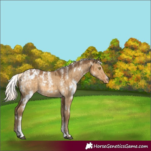 Horse Color:Powder White White Spotted Chocolate Palomino Dun Appaloosa Rabicano Brindle