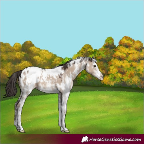 Horse Color:White Spotted Liver Red Dun Appaloosa