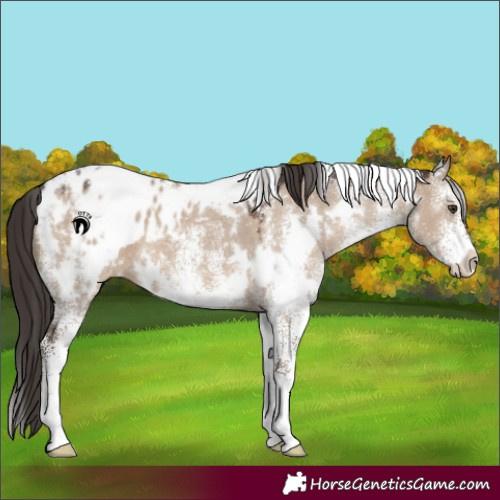 Horse Color:White Spotted Liver Red Dun Blanket