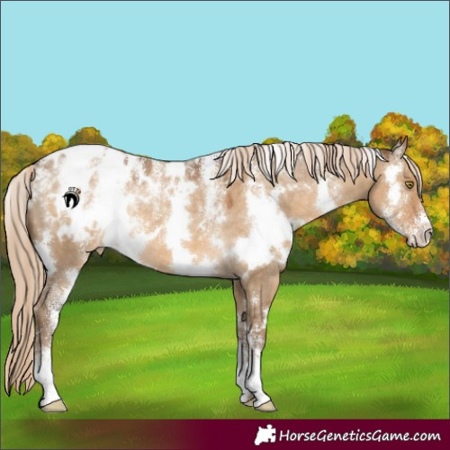 Horse Color:Powder White White Spotted Chocolate Palomino Dun Blanket Rabicano 