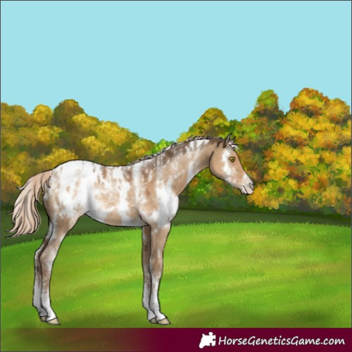 Horse Color:Powder White White Spotted Chocolate Palomino Dun Appaloosa Rabicano 