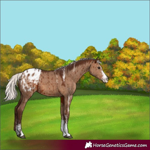 Horse Color:Powder White White Spotted Silver Brown Dun Appaloosa Brindle 