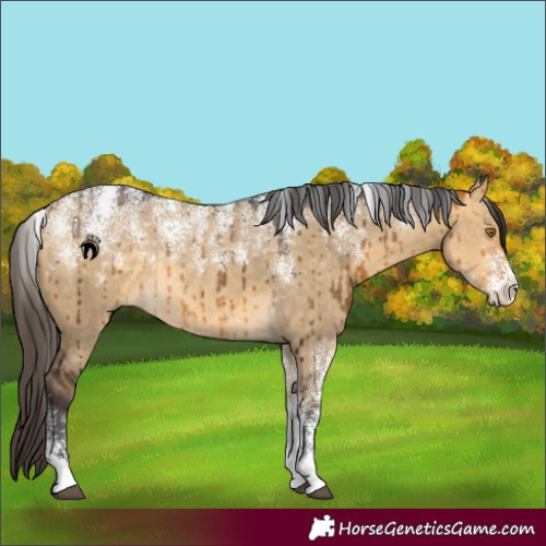 Horse Color:Powder White Buckskin Dun Rabicano Brindle