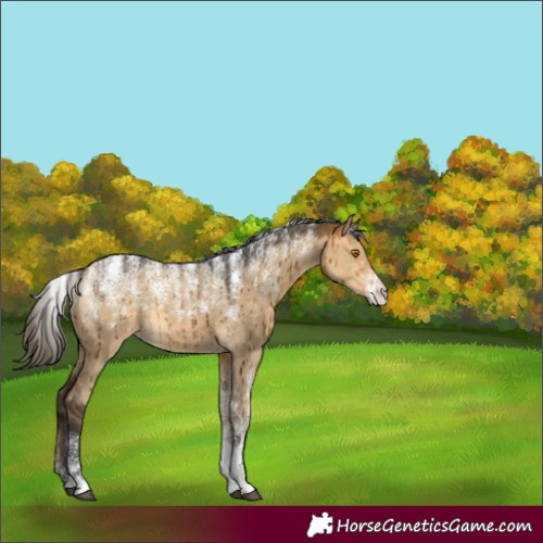 Horse Color:Powder White Buckskin Dun Rabicano Brindle 