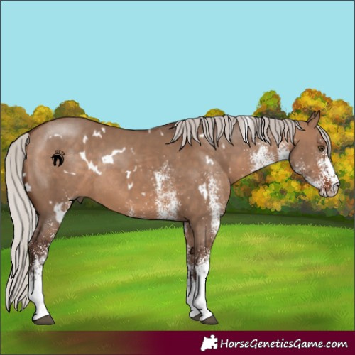 Horse Color:White Spotted Silver Bay Dun Rabicano