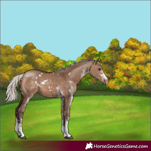 Horse Color:White Spotted Silver Bay Dun Rabicano 