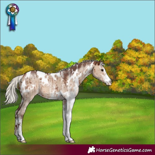 Horse Color:White Spotted Silver Bay Dun Brindle