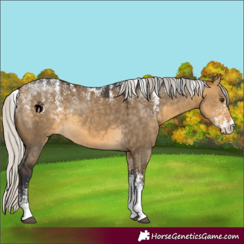 Horse Color:Powder White Silver Buckskin Dun Rabicano