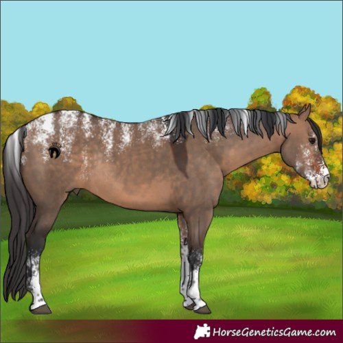 Horse Color:Powder White Bay Dun Rabicano 