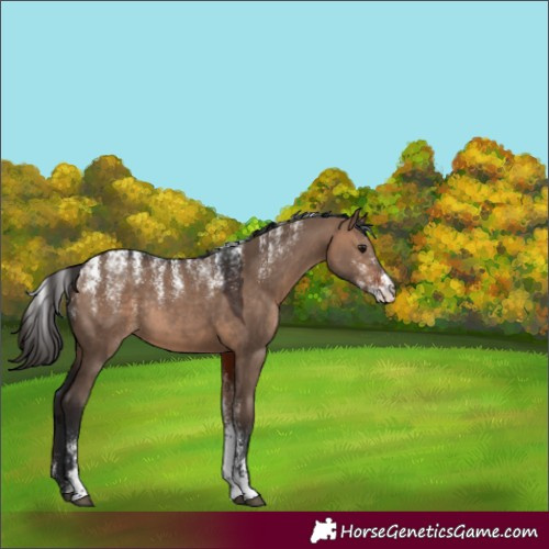 Horse Color:Powder White Bay Dun Rabicano