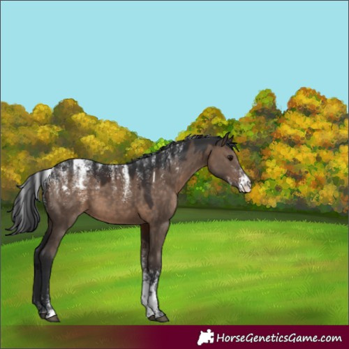 Horse Color:Powder White Brown Dun