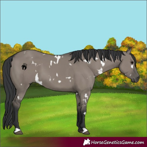 Horse Color:White Spotted Grullo