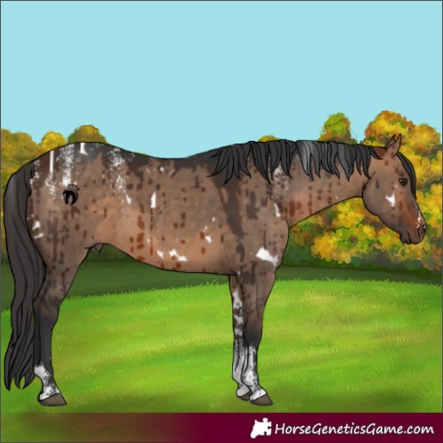 Horse Color:Powder White White Spotted Bay Dun Rabicano Brindle