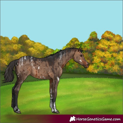 Horse Color:Powder White White Spotted Bay Dun Rabicano Brindle 