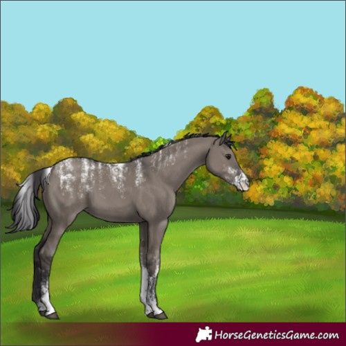 Horse Color:Powder White Smoky Grullo Rabicano