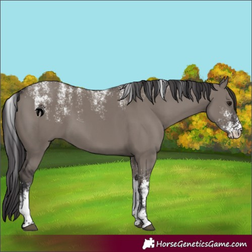 Horse Color:Powder White Smoky Grullo Rabicano 