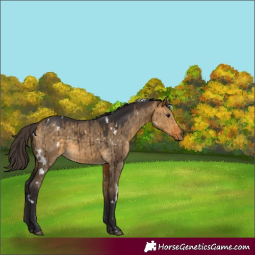 Horse Color:White Spotted Buckskin Dun Brindle 