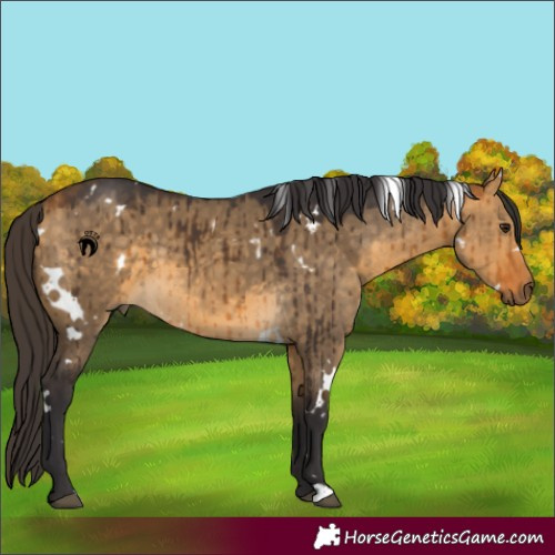 Horse Color:White Spotted Buckskin Dun Brindle