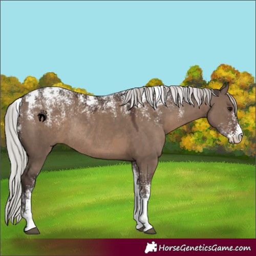 Horse Color:Powder White Silver Grullo Rabicano