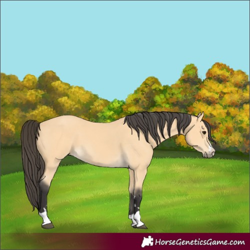 Horse Color:Unknown 