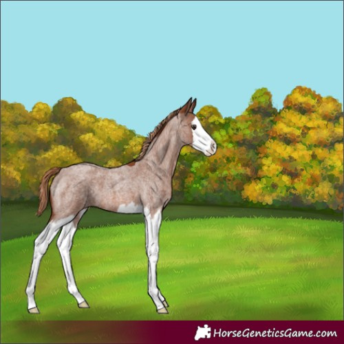 Horse Color:Red Roan Splash
