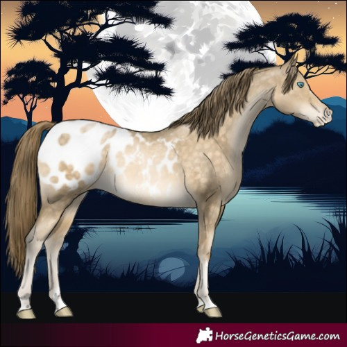 Horse Color:Buckskin Pearl Appaloosa Rabicano