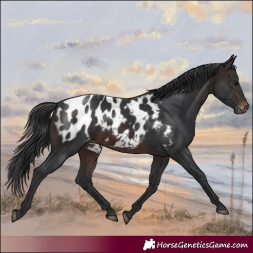 Horse Color:Brown Blanket