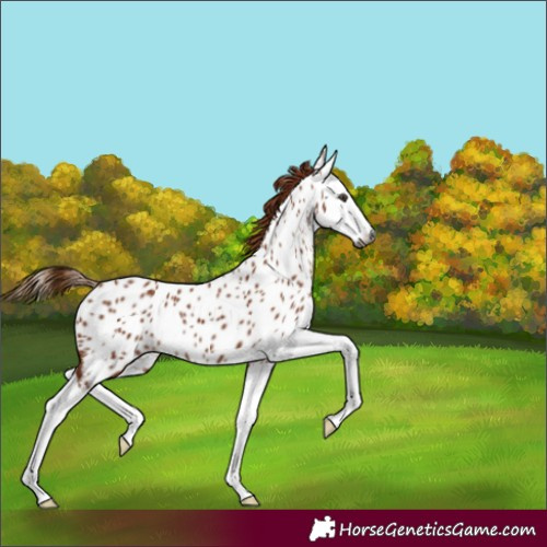 Horse Color:Gray Chestnut Splash Appaloosa
