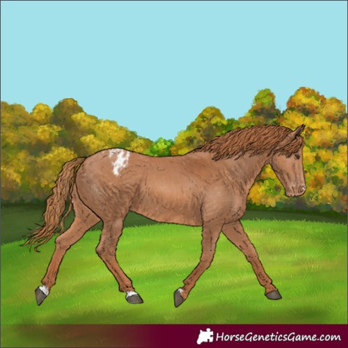 Horse Color:Chestnut Appaloosa 